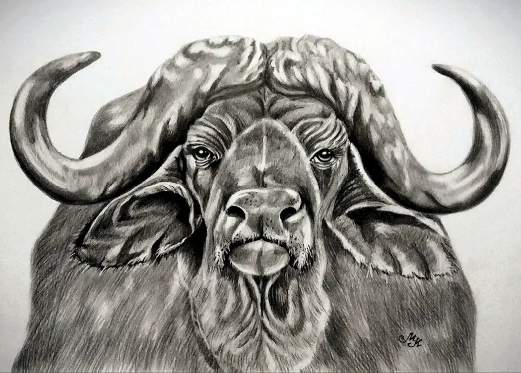 Буйвол Графика