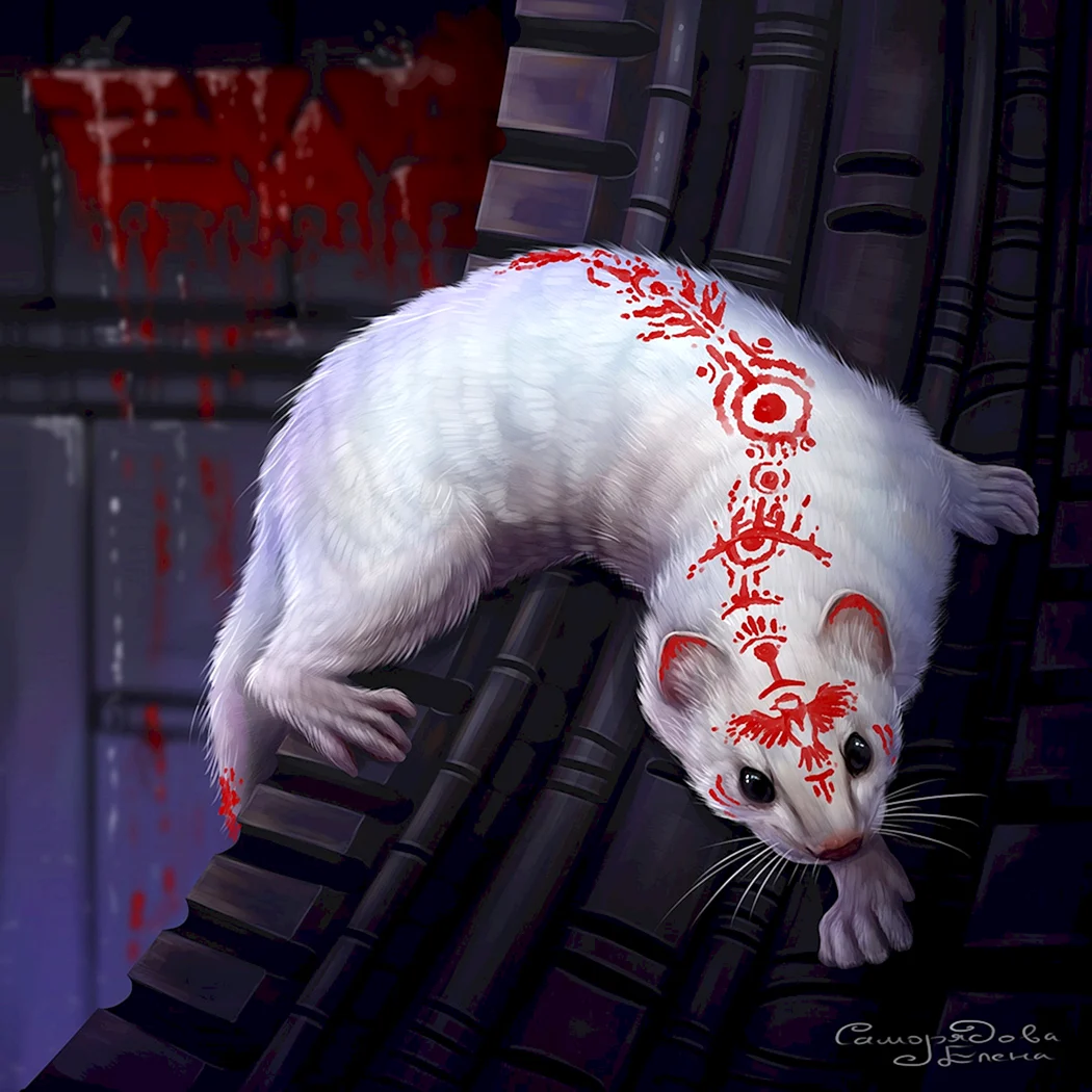 Горностай анатомия