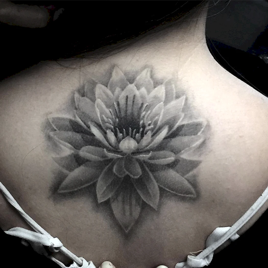 Лотос вип шейдинг