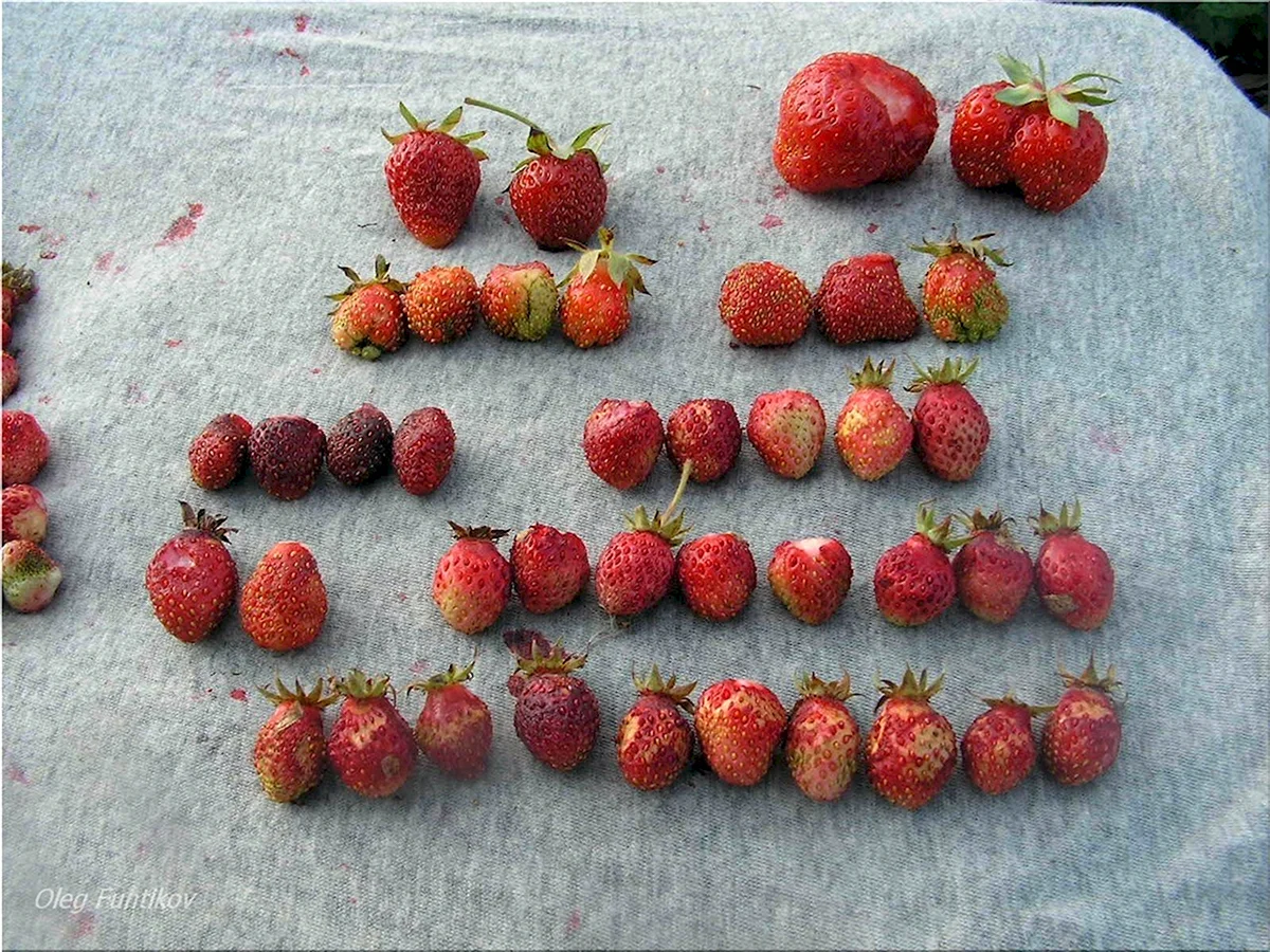 Земклуника Изабелла