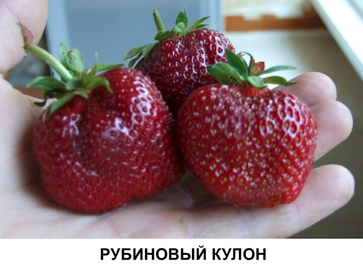 Сорта клубники Альба Кимберли Вима КСИМА