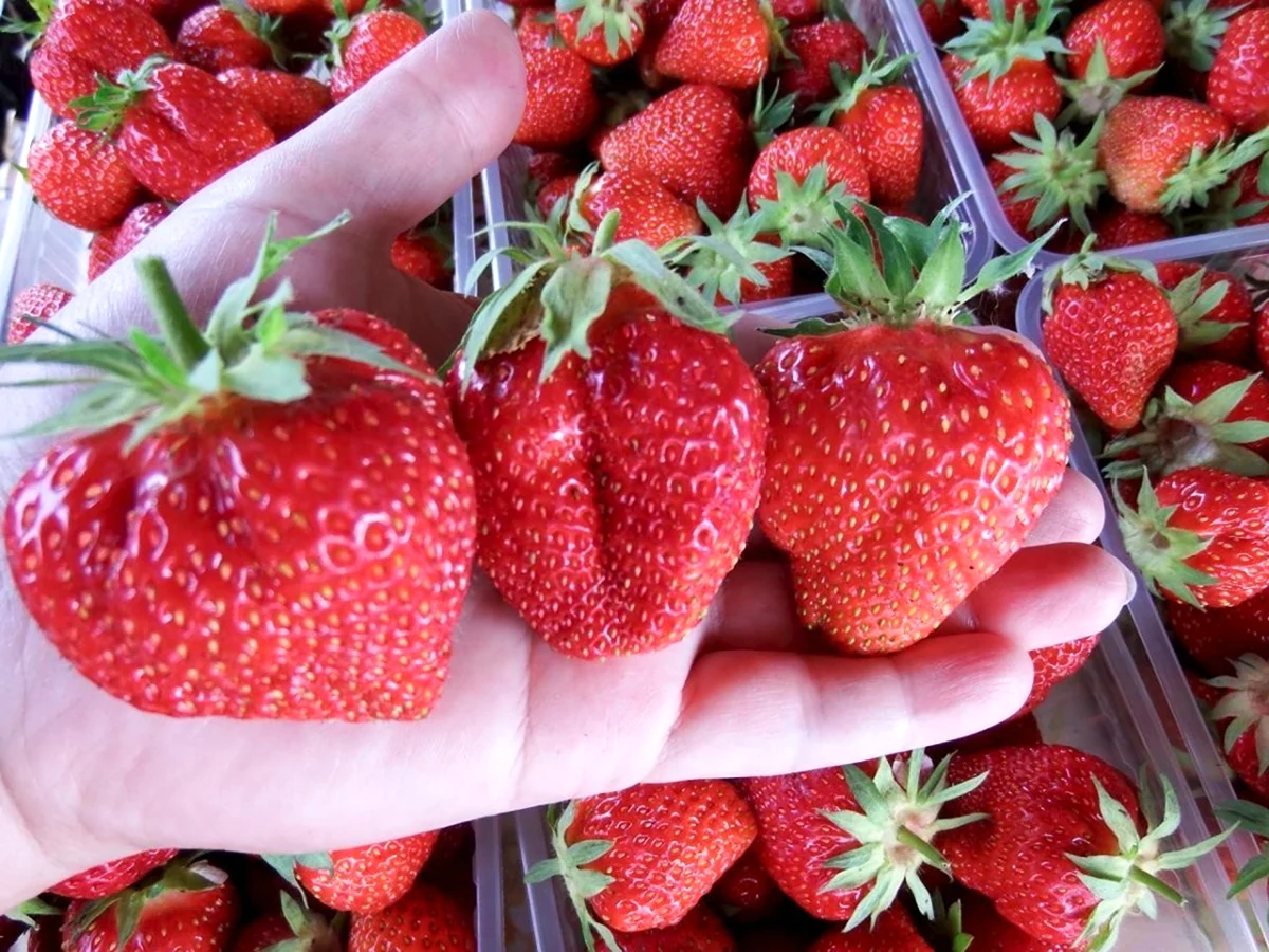 Земляника Садовая Портола ремонтантная