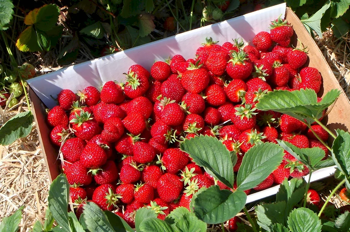 Клубника ремонтантная Королева Елизавета