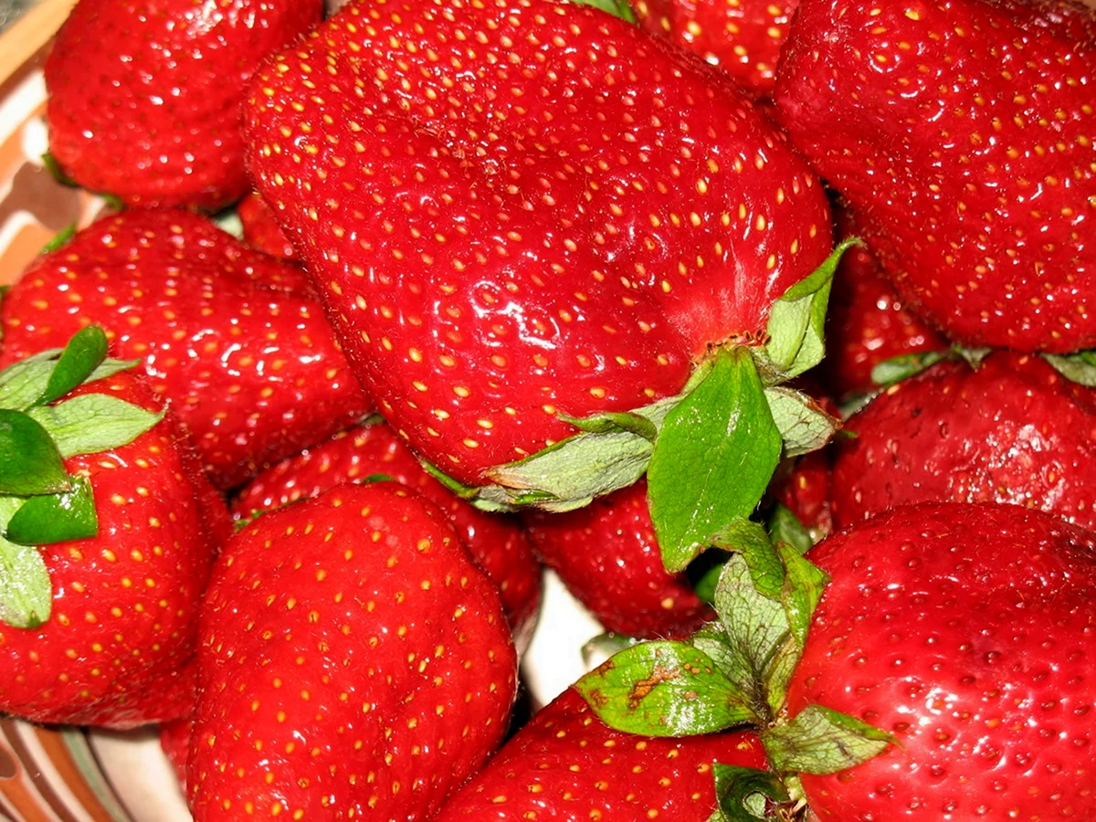 Клубника ползуниха f1 ремонтантная