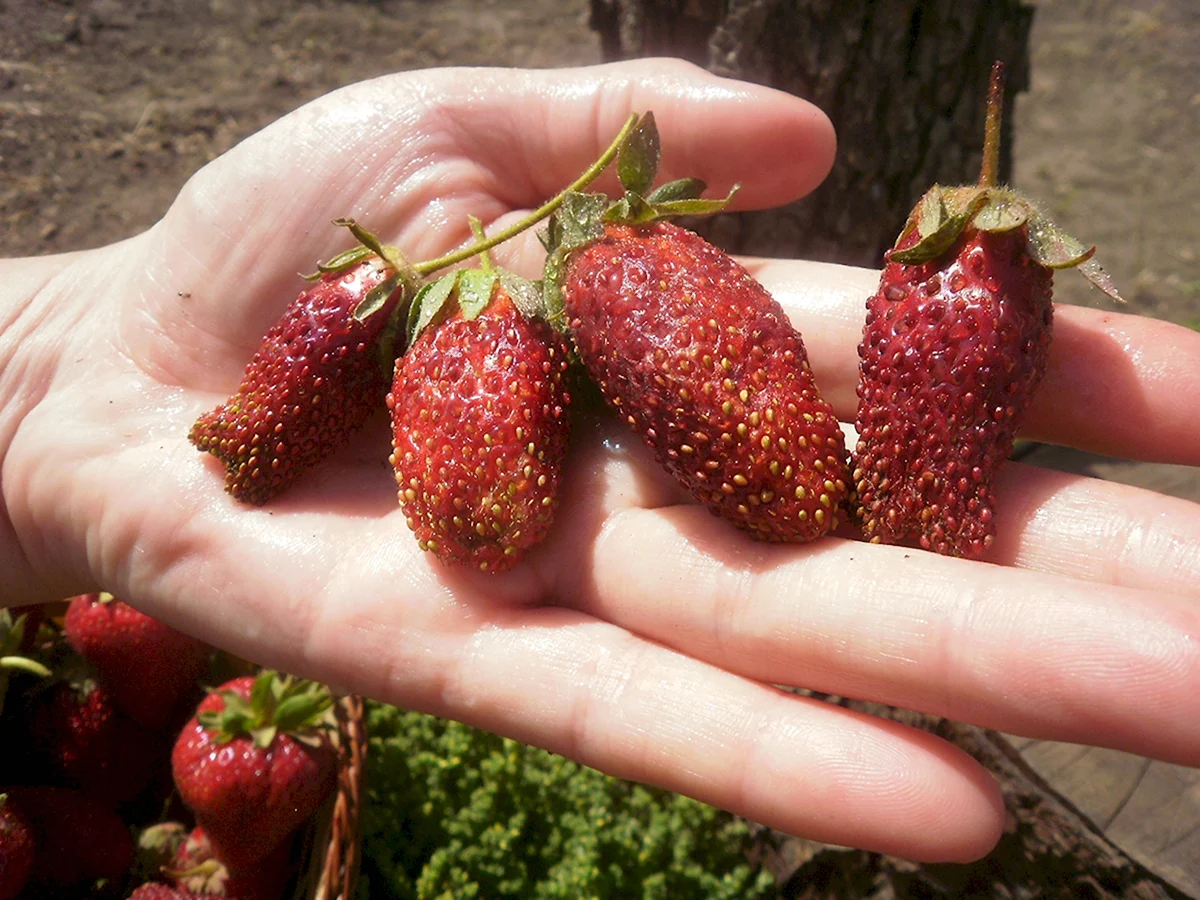 Земклуника цукат мускатный