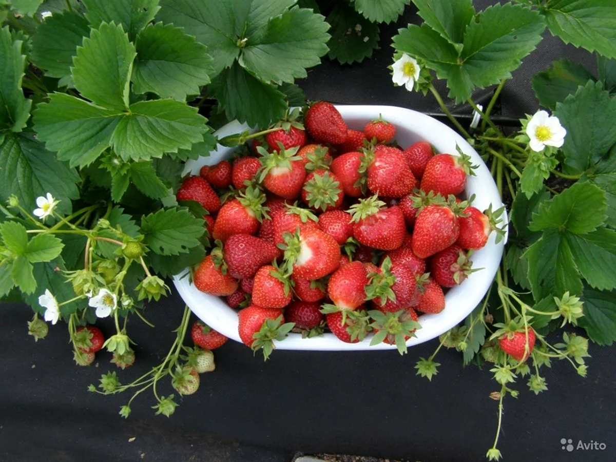 Земляника Аллегро