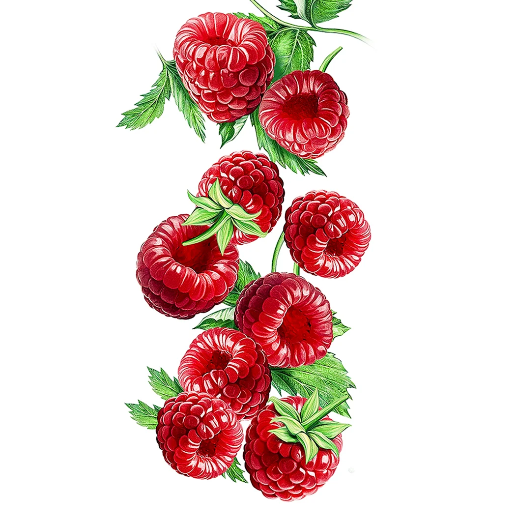 Малина акварель