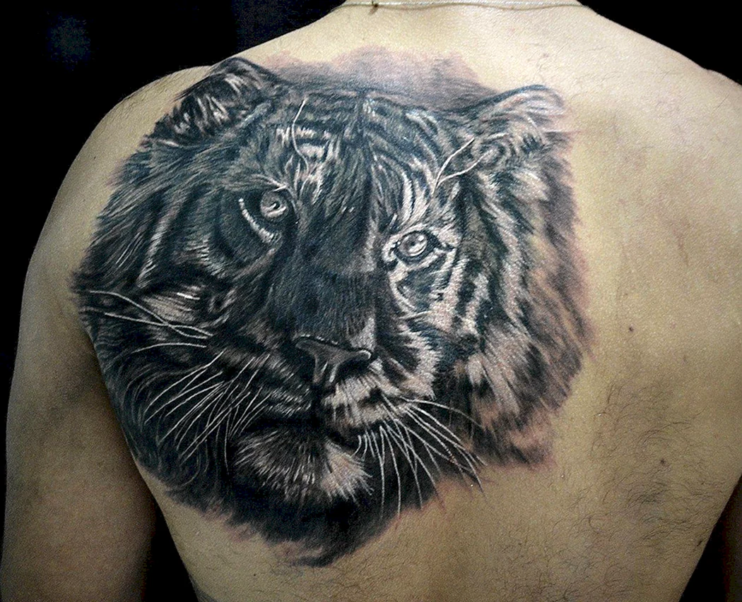 Тату тигр с голубыми глазами