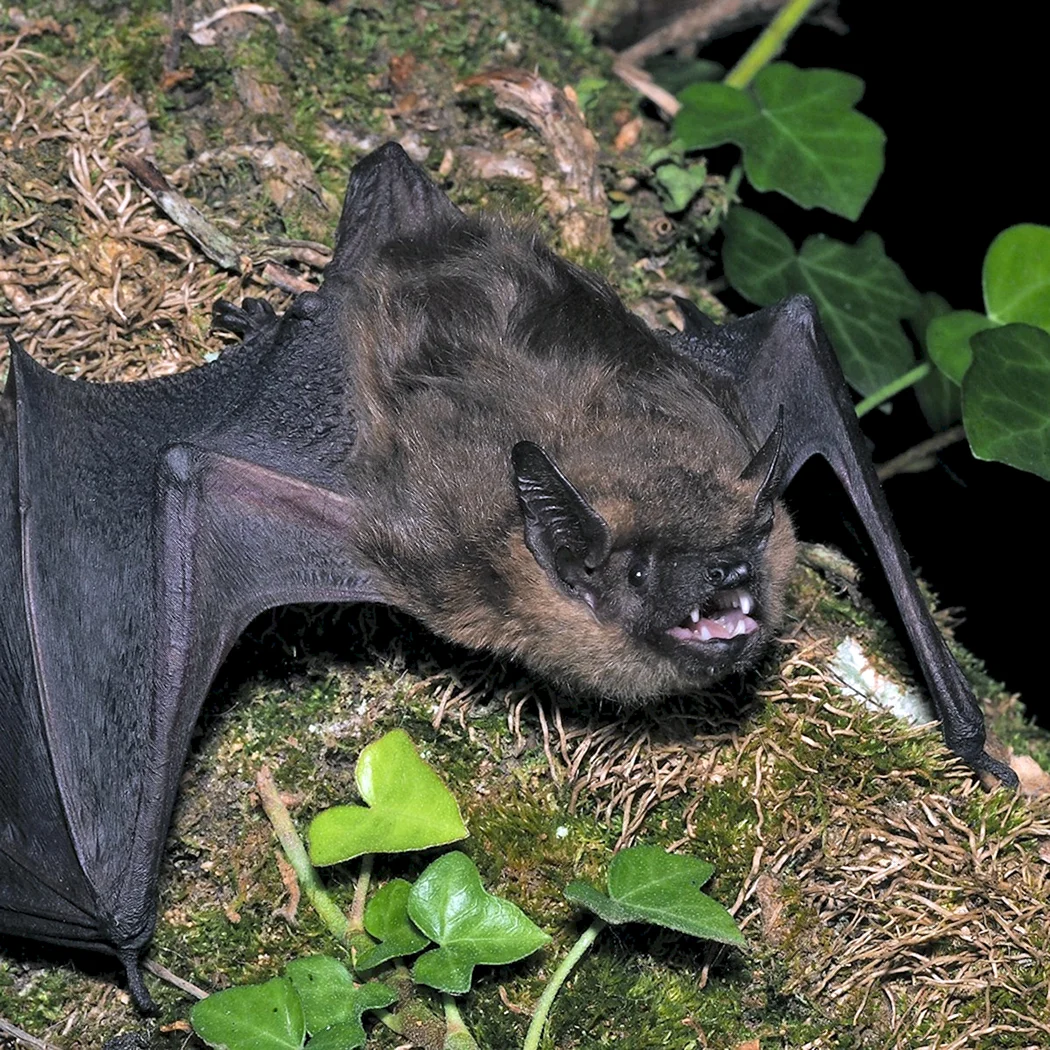Двухцветный кожан Vespertilio murinus Linnaeus 1758