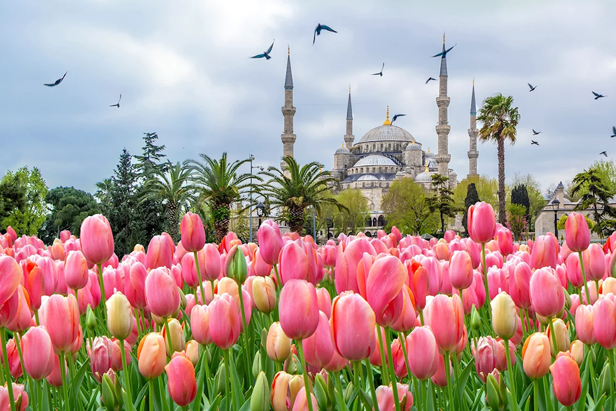 Султанахмет Стамбул тюльпаны