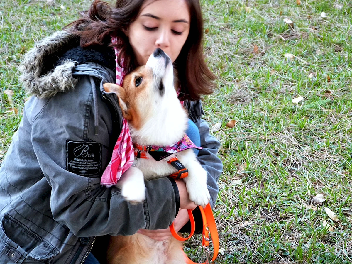 Каждому по собаке