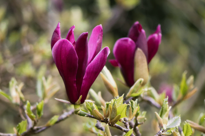 Уход за магнолией Нигра