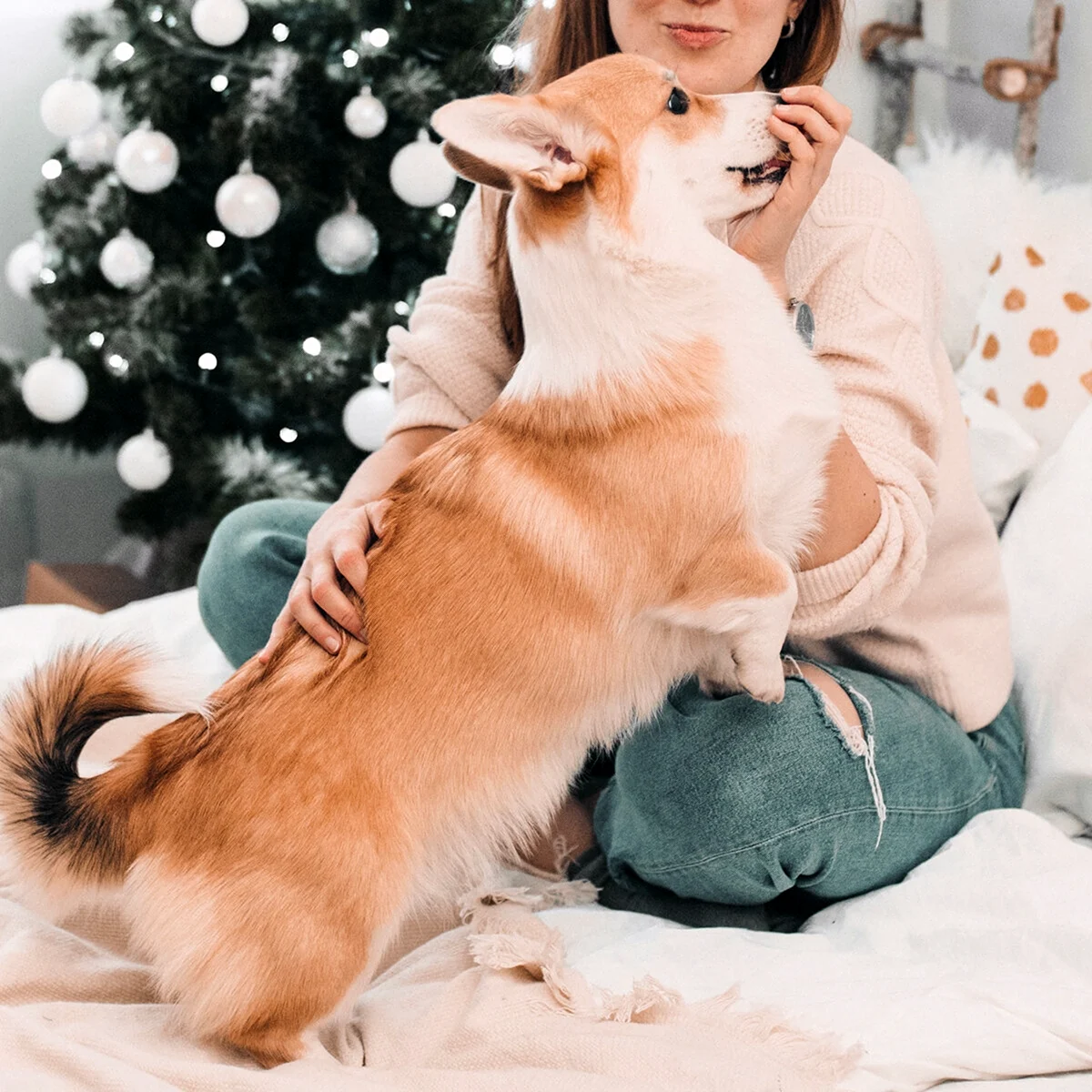Корги Шарлотта коргишьян