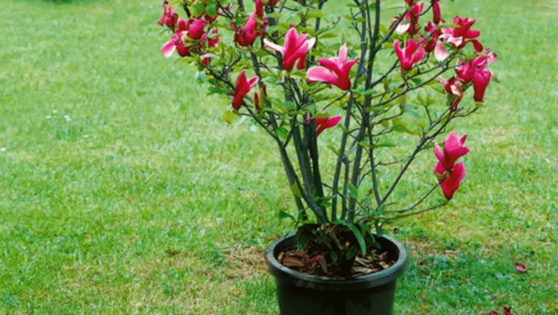 Уход за магнолией Нигра