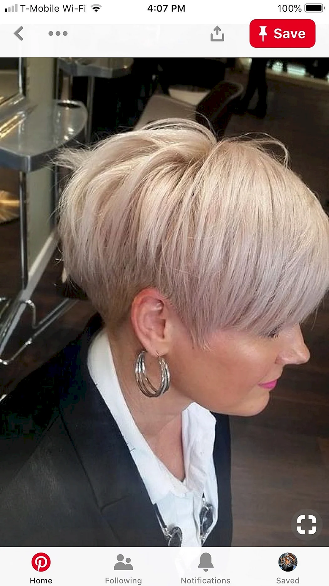 Пикси Боб пепельный блонд