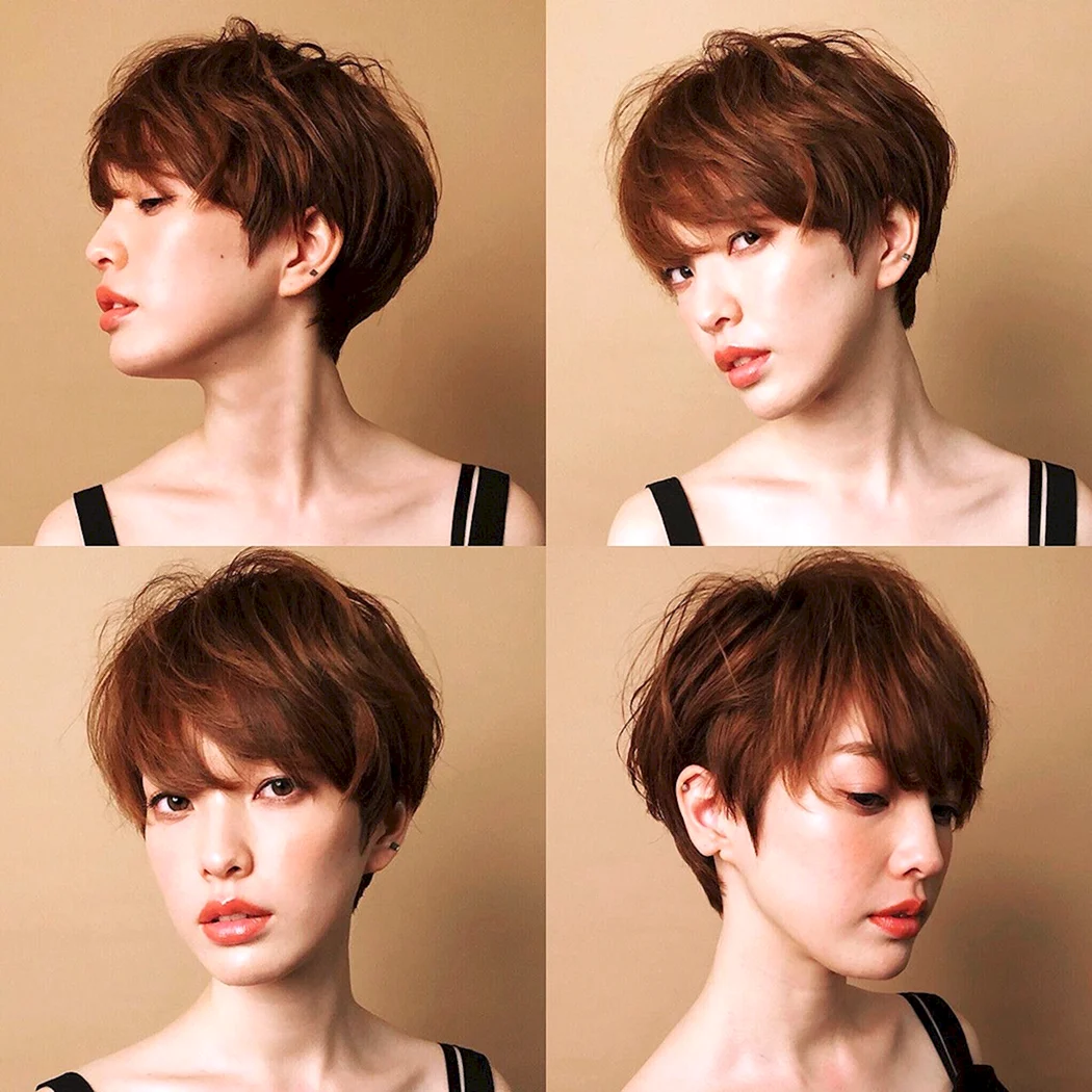 Pixie Bob стрижка Корея