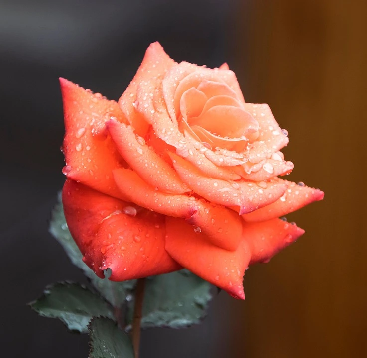 Як виростити помаранчеві троянди