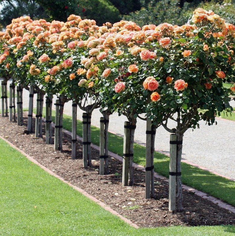 Як виростити помаранчеві троянди