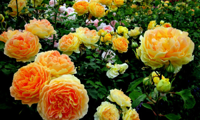 Пионовидные розы