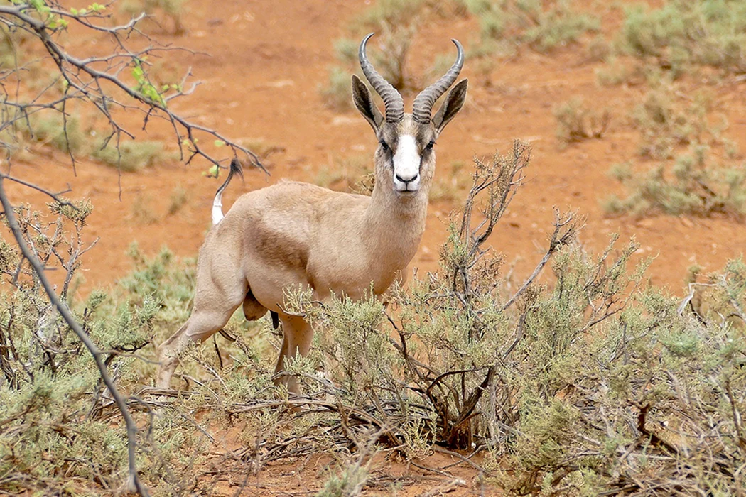Спрингбок антилопа-прыгун