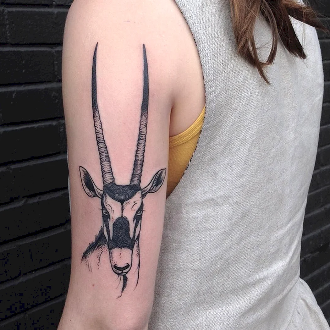 Антилопа тату