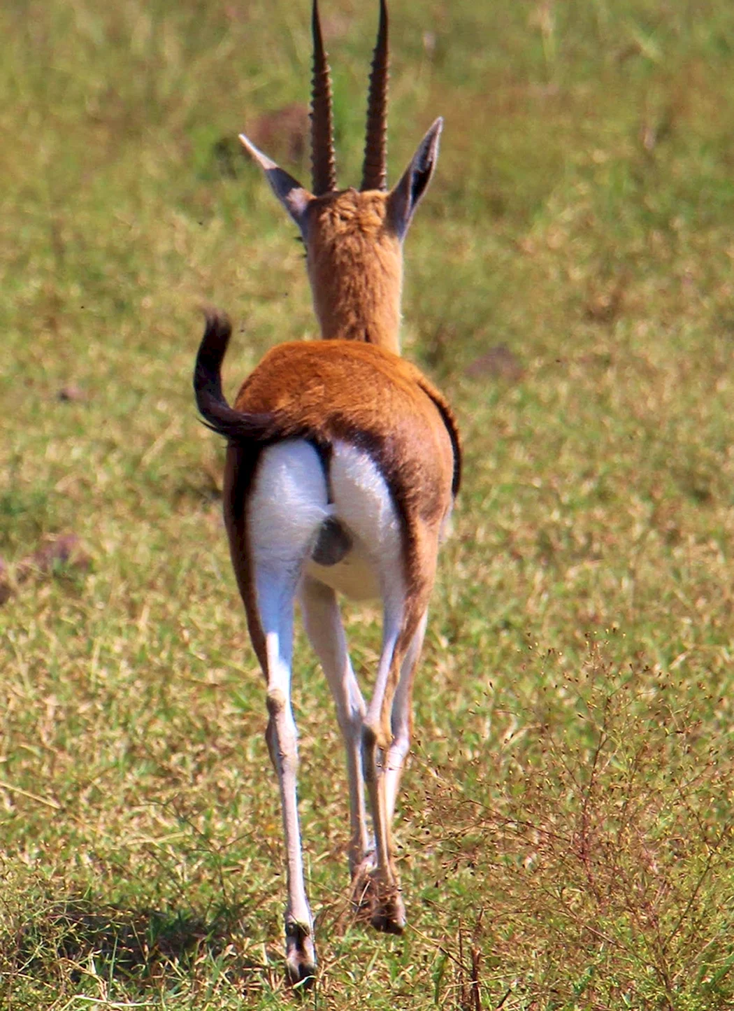 Трехрогая антилопа