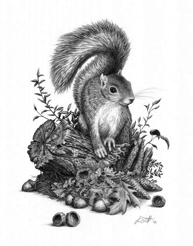 Белка Графика