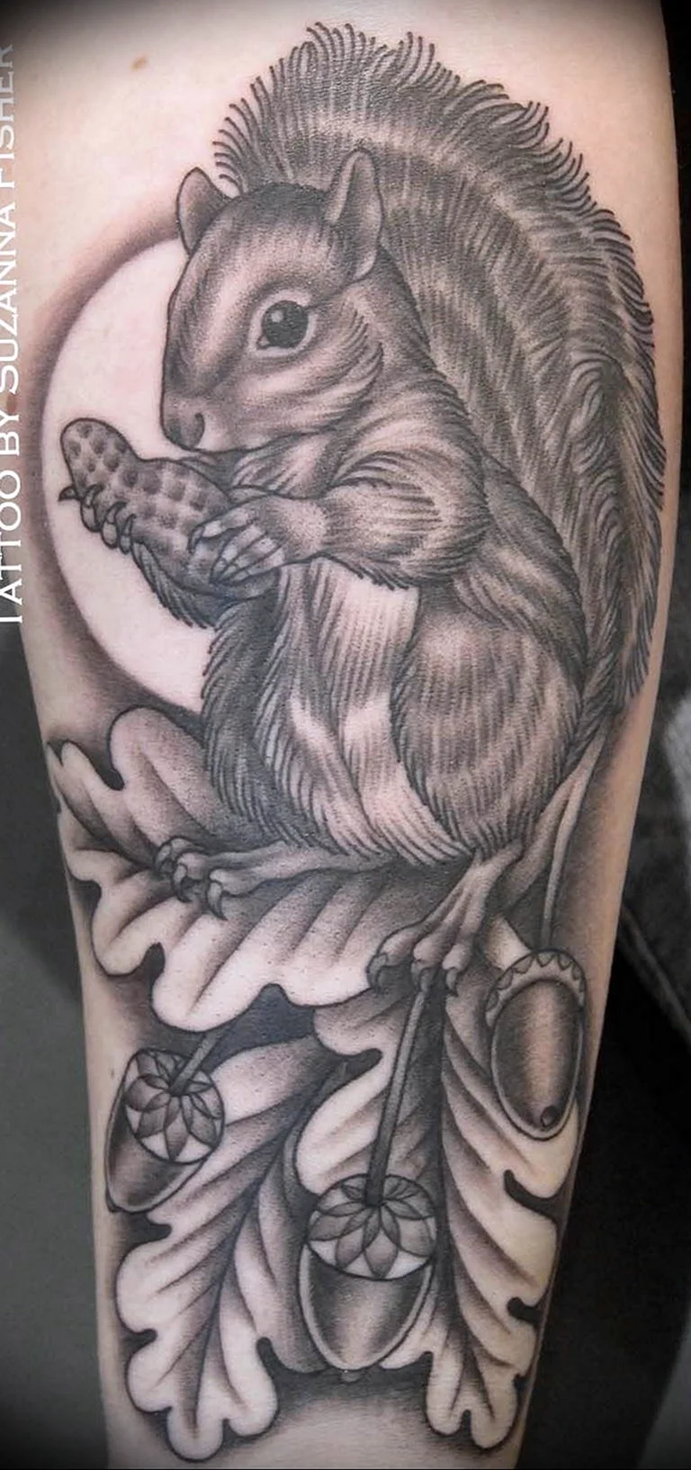 Тату белка